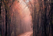 摔跤亚锦赛闭幕 中国队1金3银10铜收官.